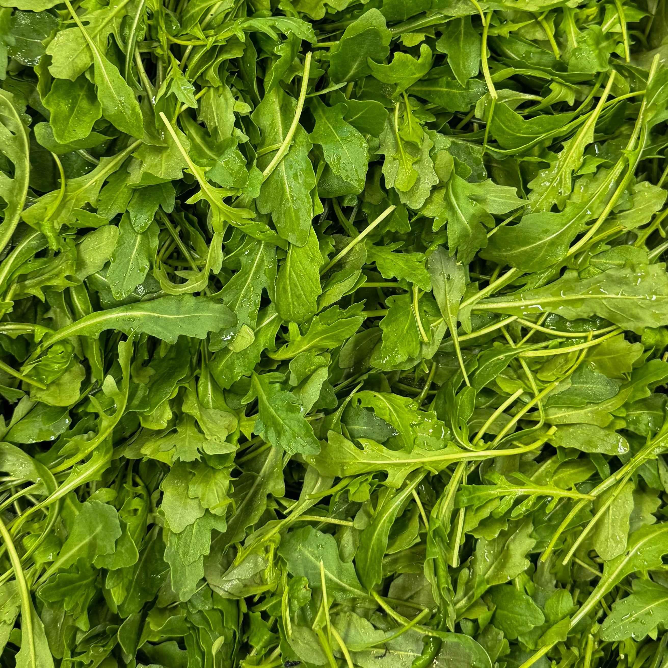 Rucola