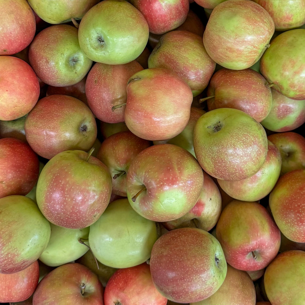 Summerred Apfel