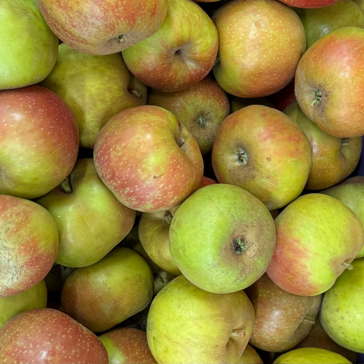 Boskoop Apfel
