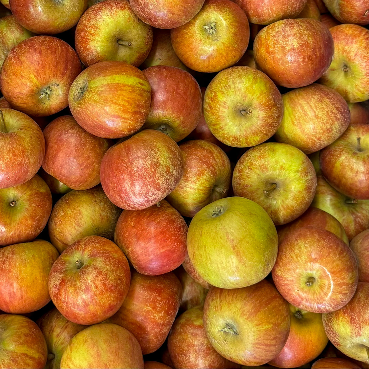 Cox Orange Apfel