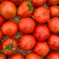 Fleischtomate Pera