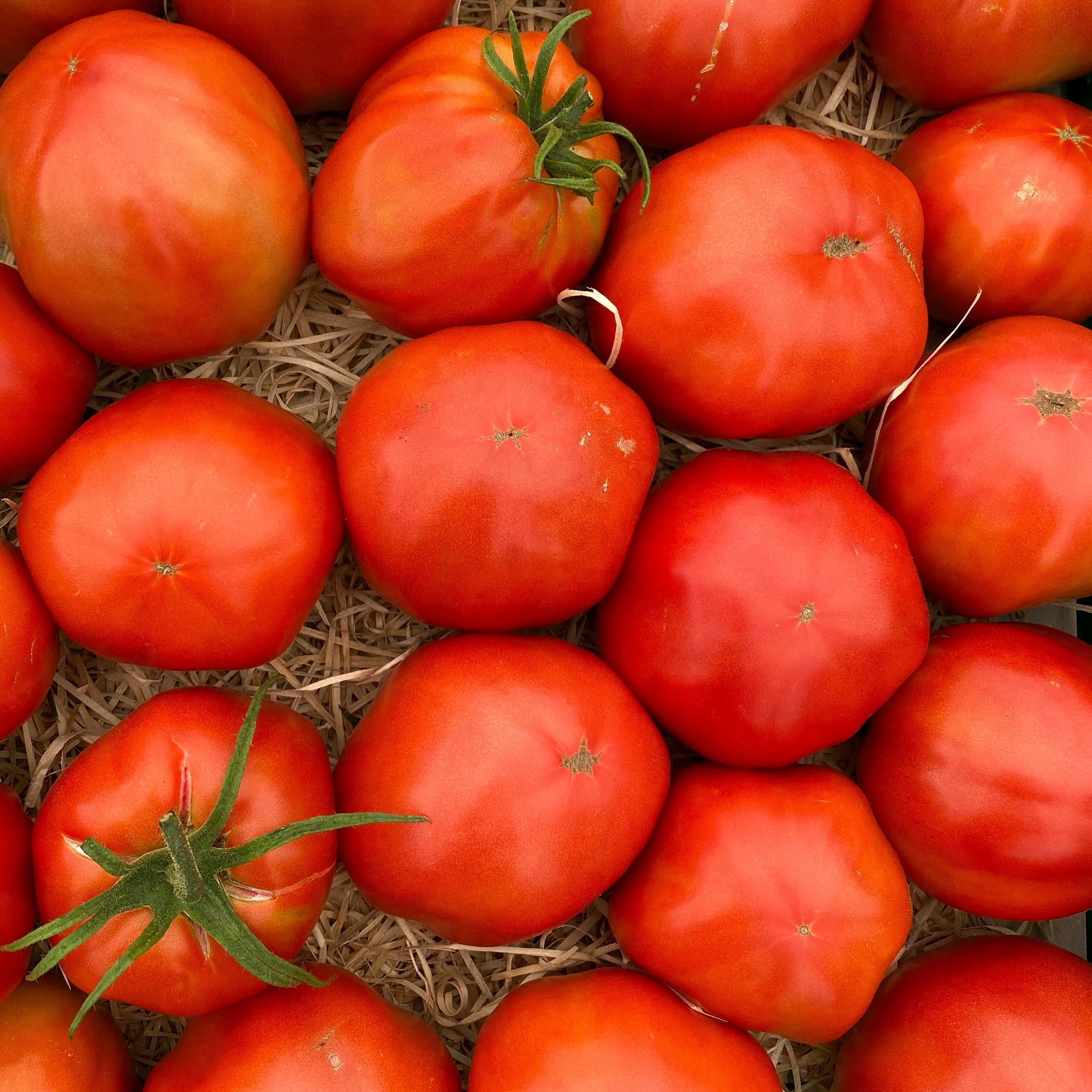 Fleischtomate Pera