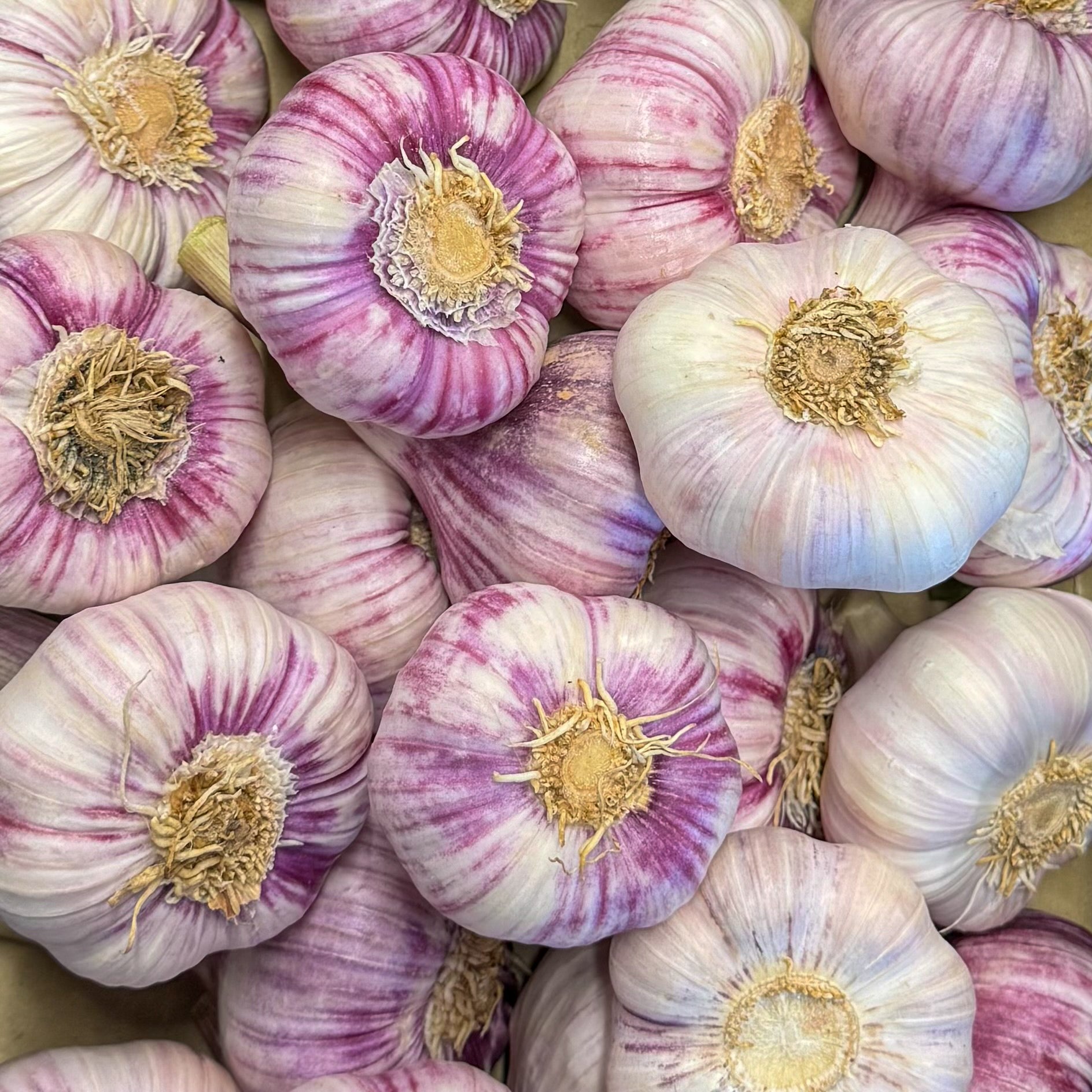 Knoblauch frisch