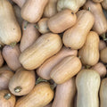 Butternuss Kürbis