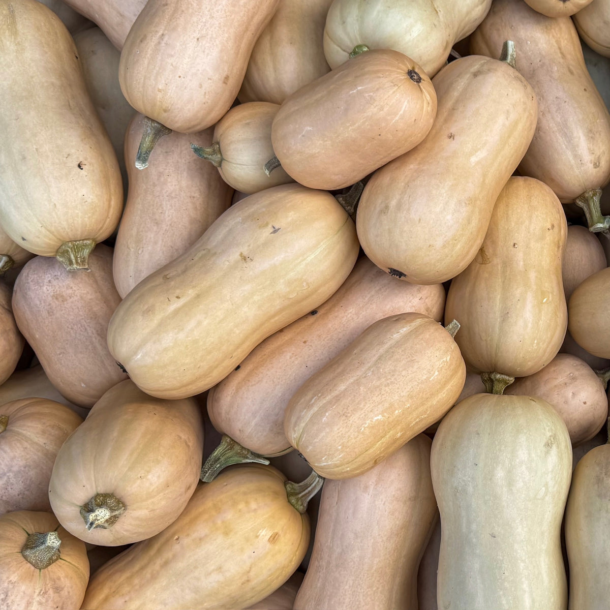 Butternuss Kürbis