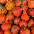Hokkaido Kürbis