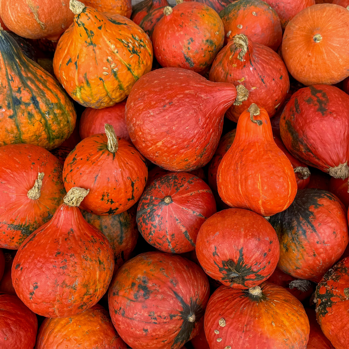 Hokkaido Kürbis