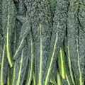 Palmkohl