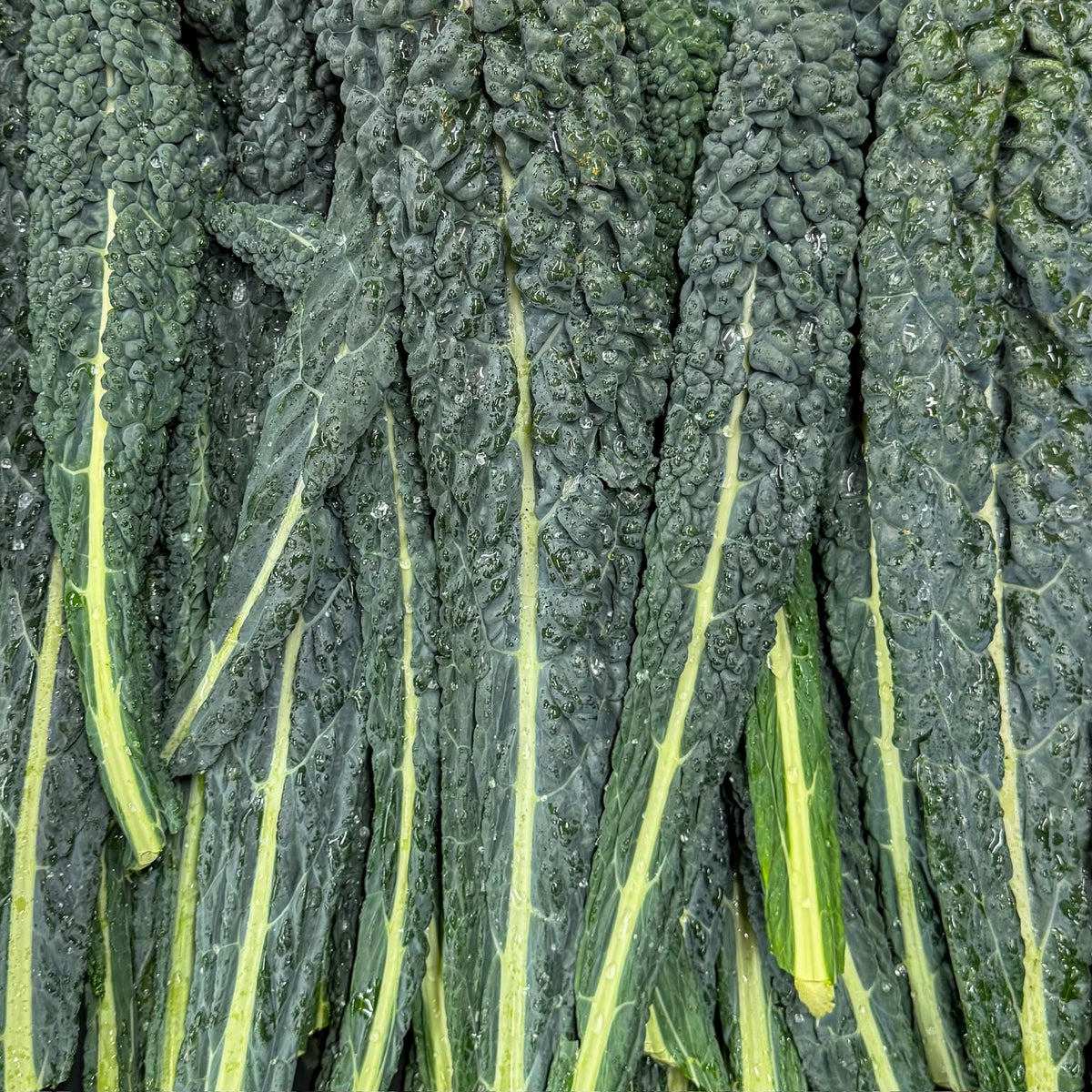 Palmkohl