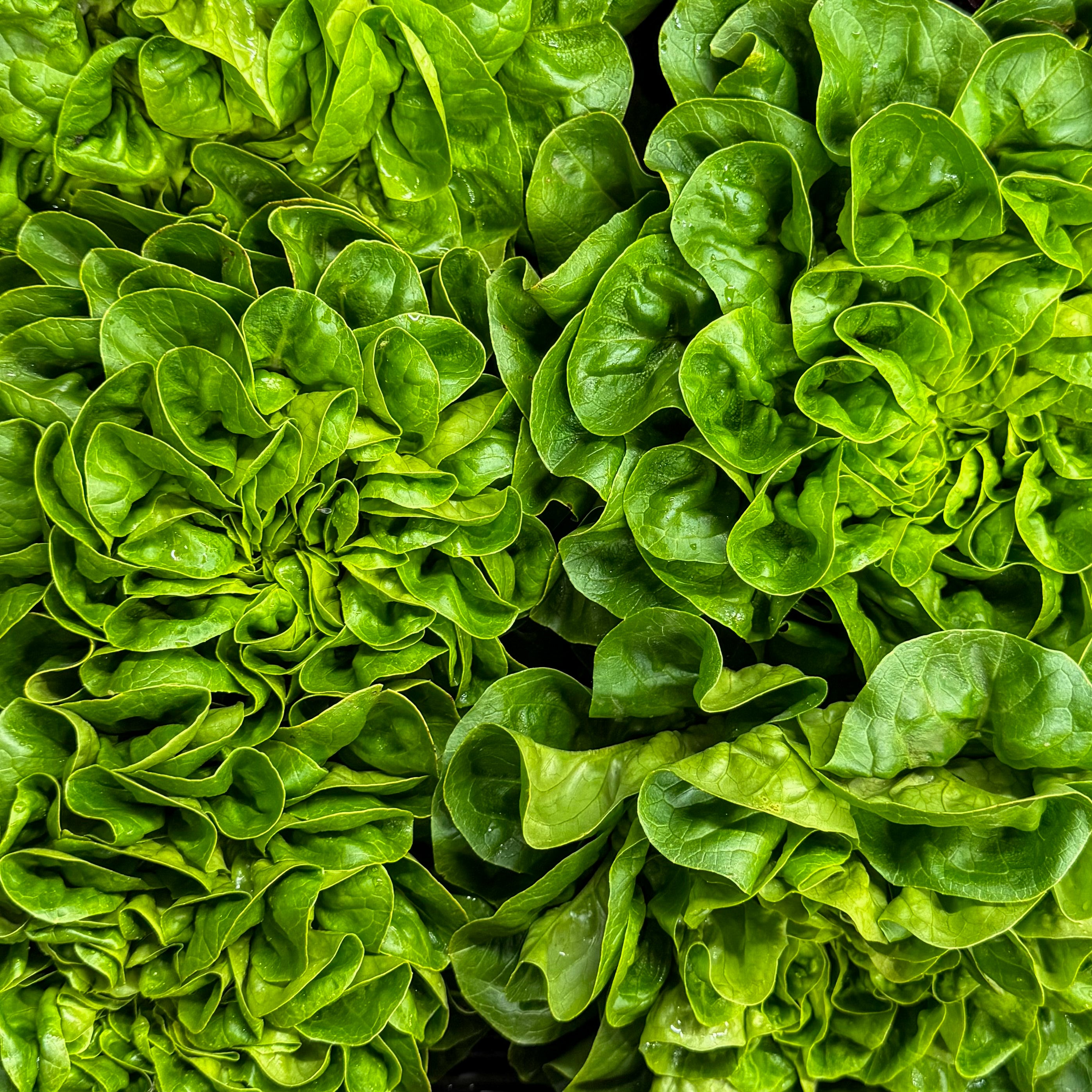Salanova Salat