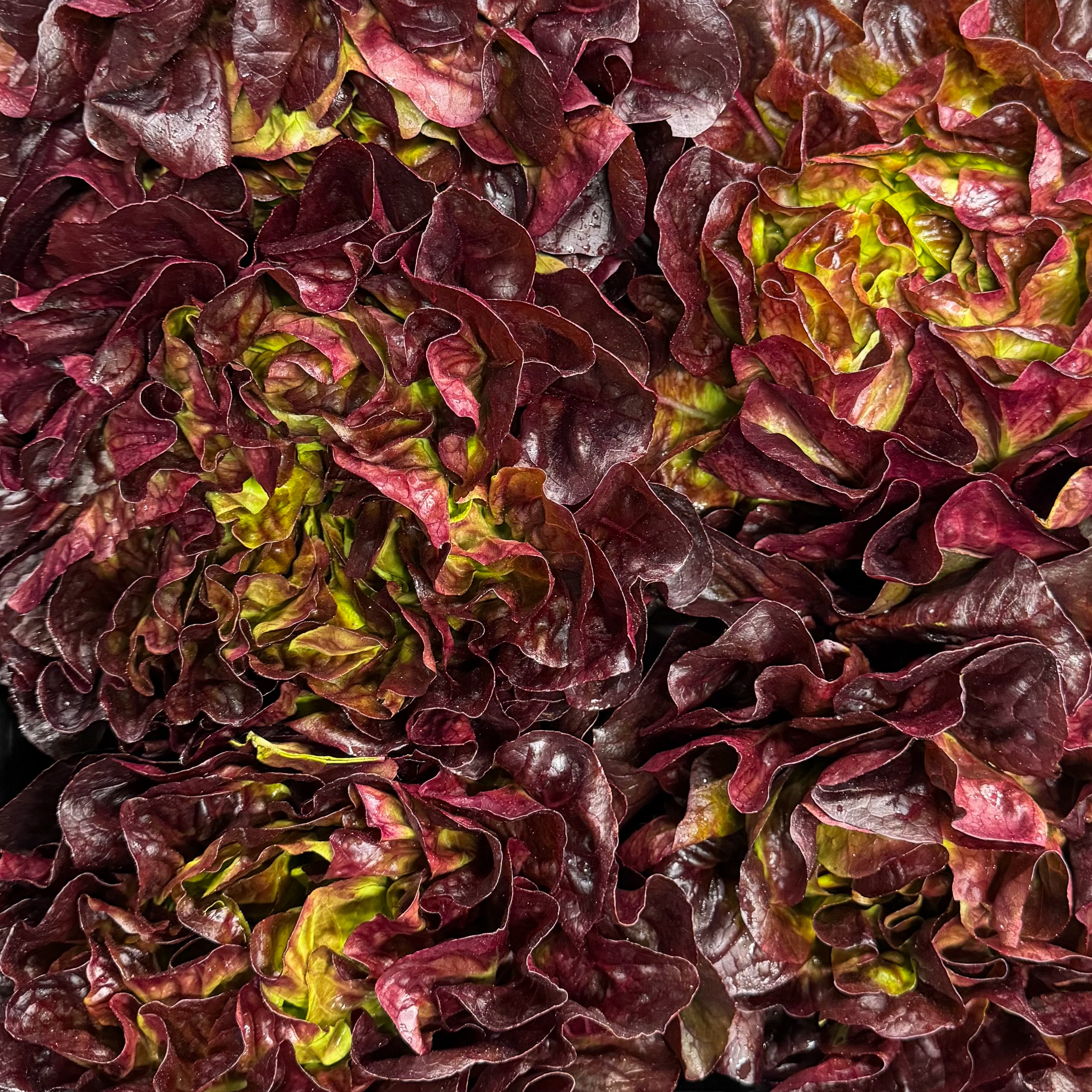 Salanova Salat