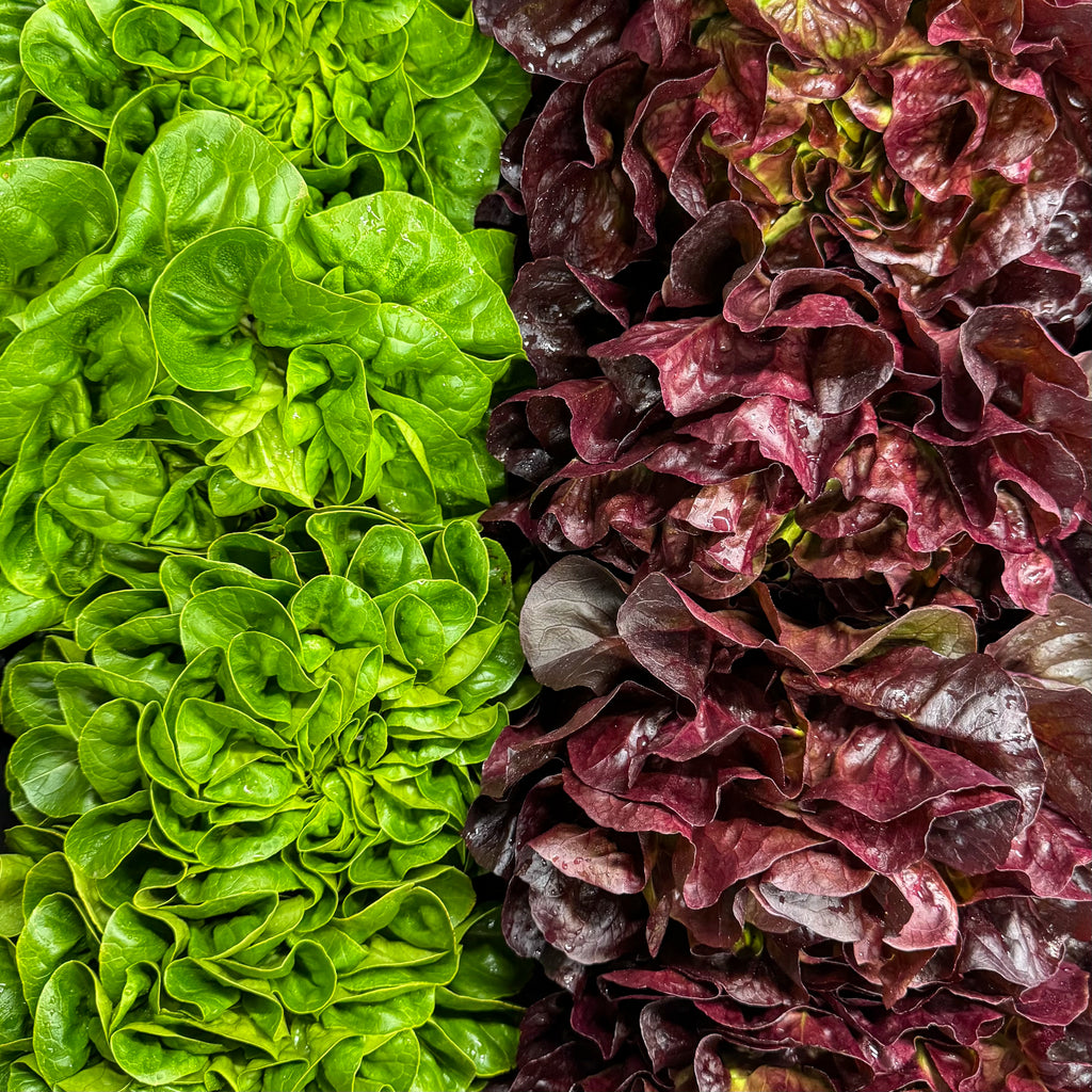 Salanova Salat