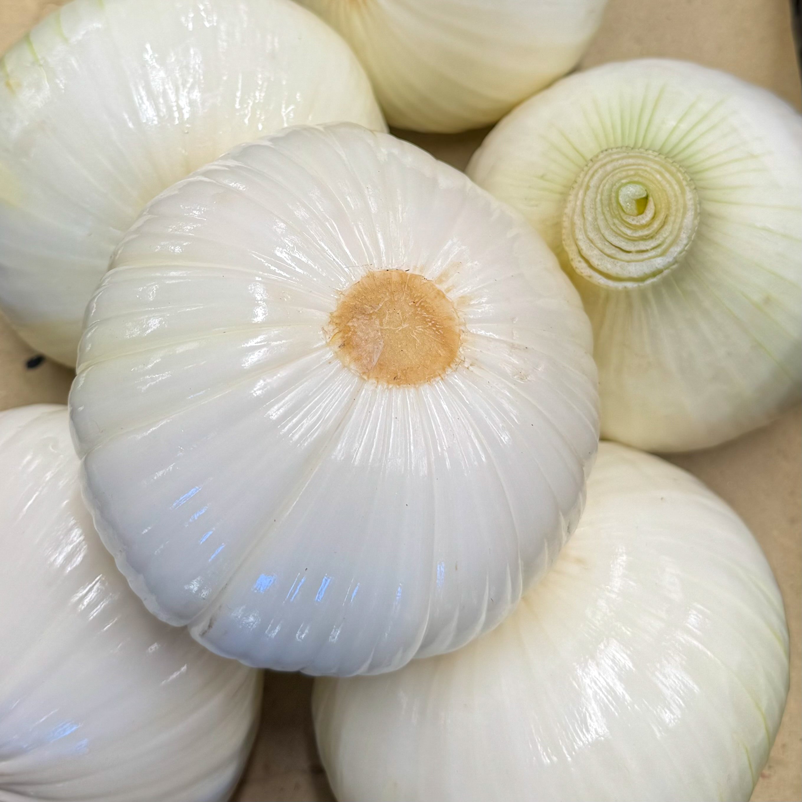 Gemüsezwiebel