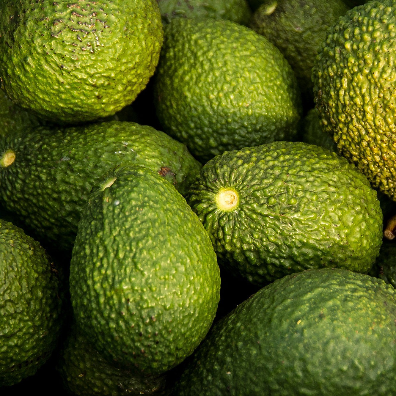 Avocado