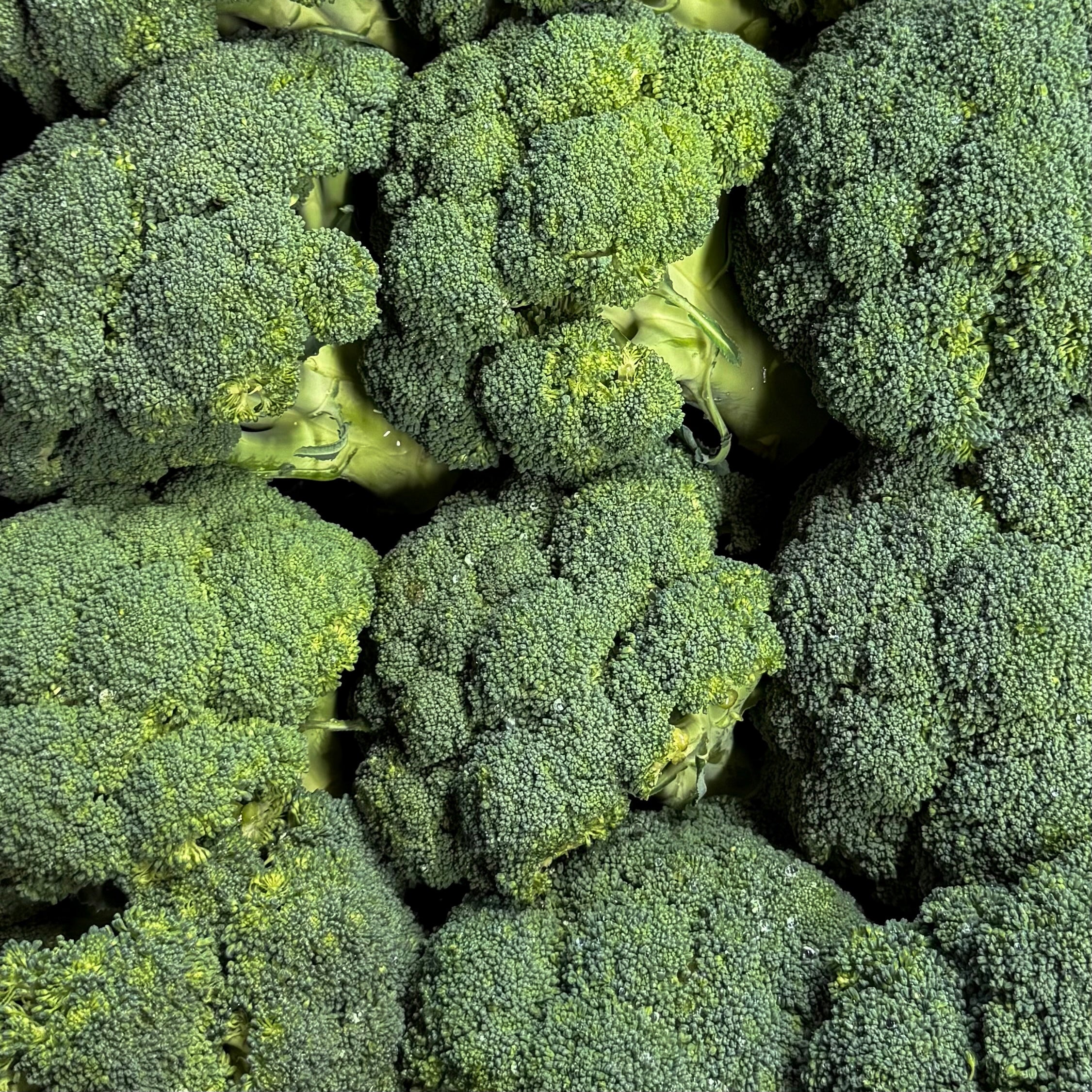 Broccoli