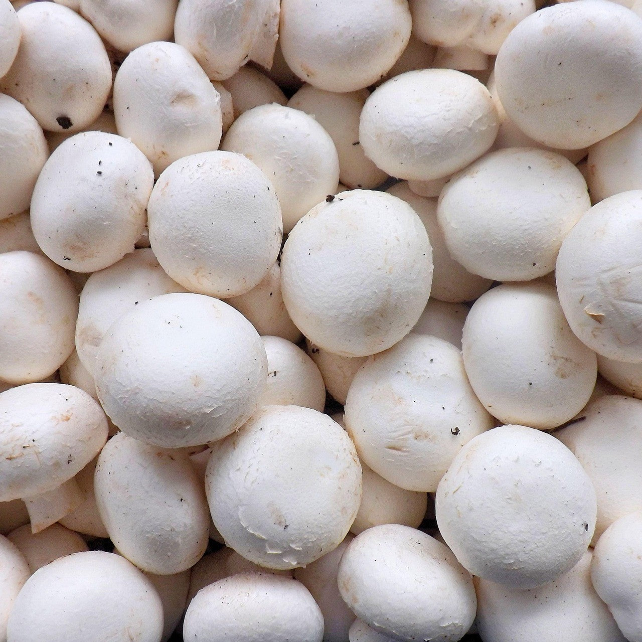 Champignons
