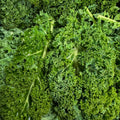 Federkohl