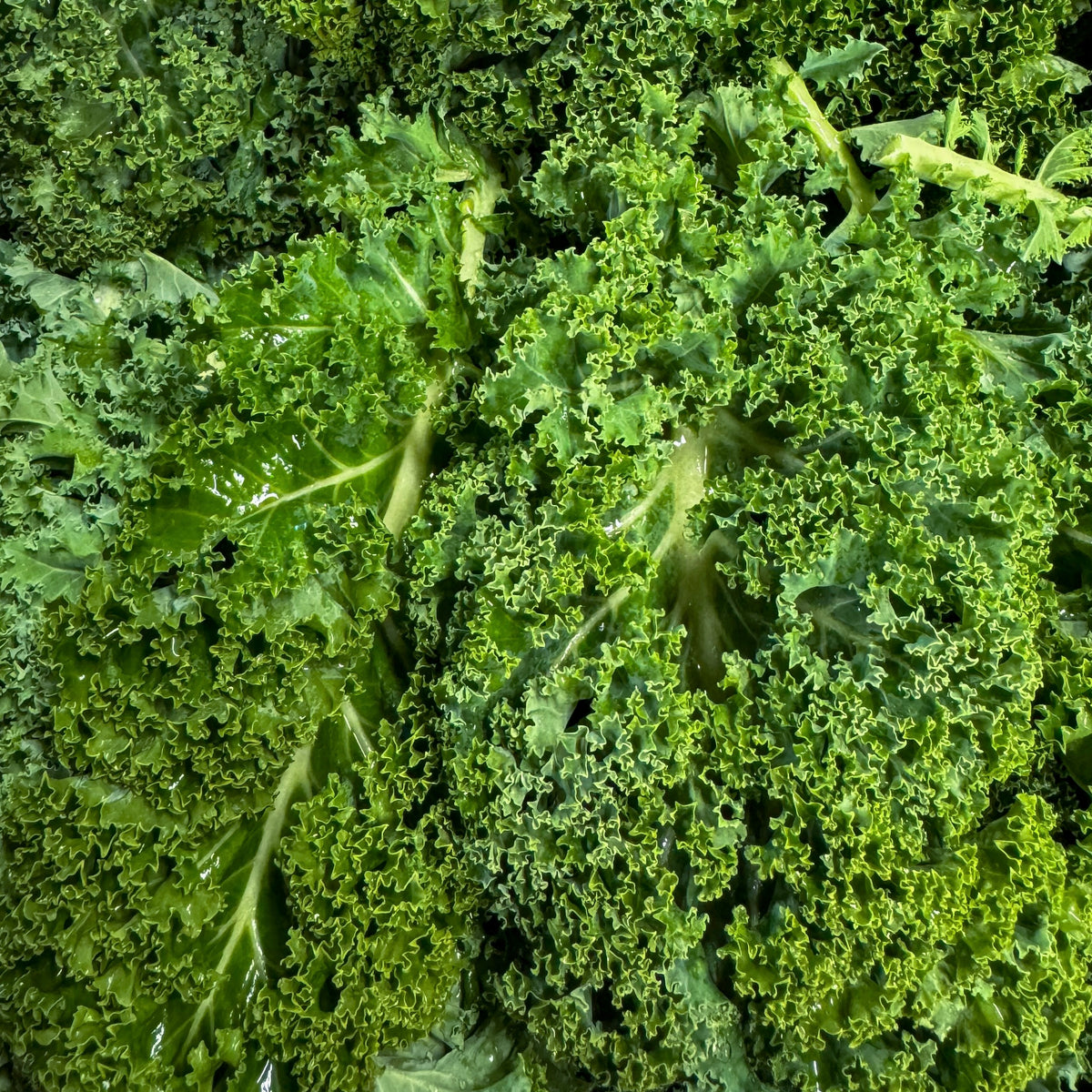 Federkohl