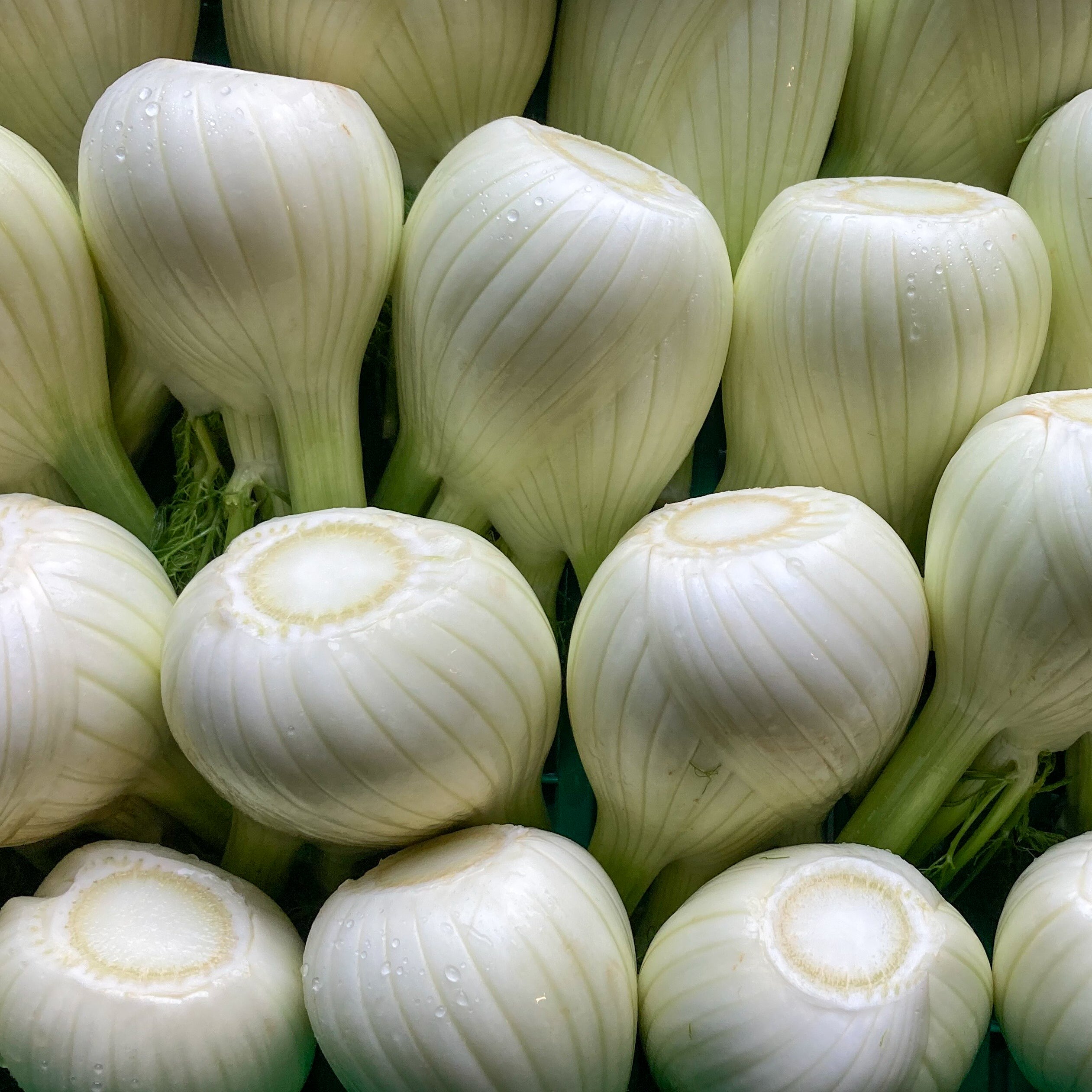 Fenchel