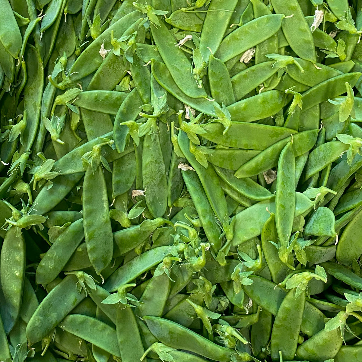Kefen