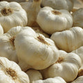 Knoblauch