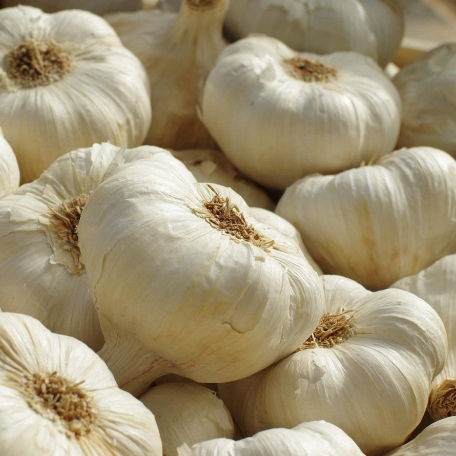 Knoblauch
