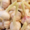 Knoblauch frisch
