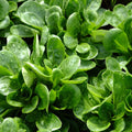Nüsslersalat