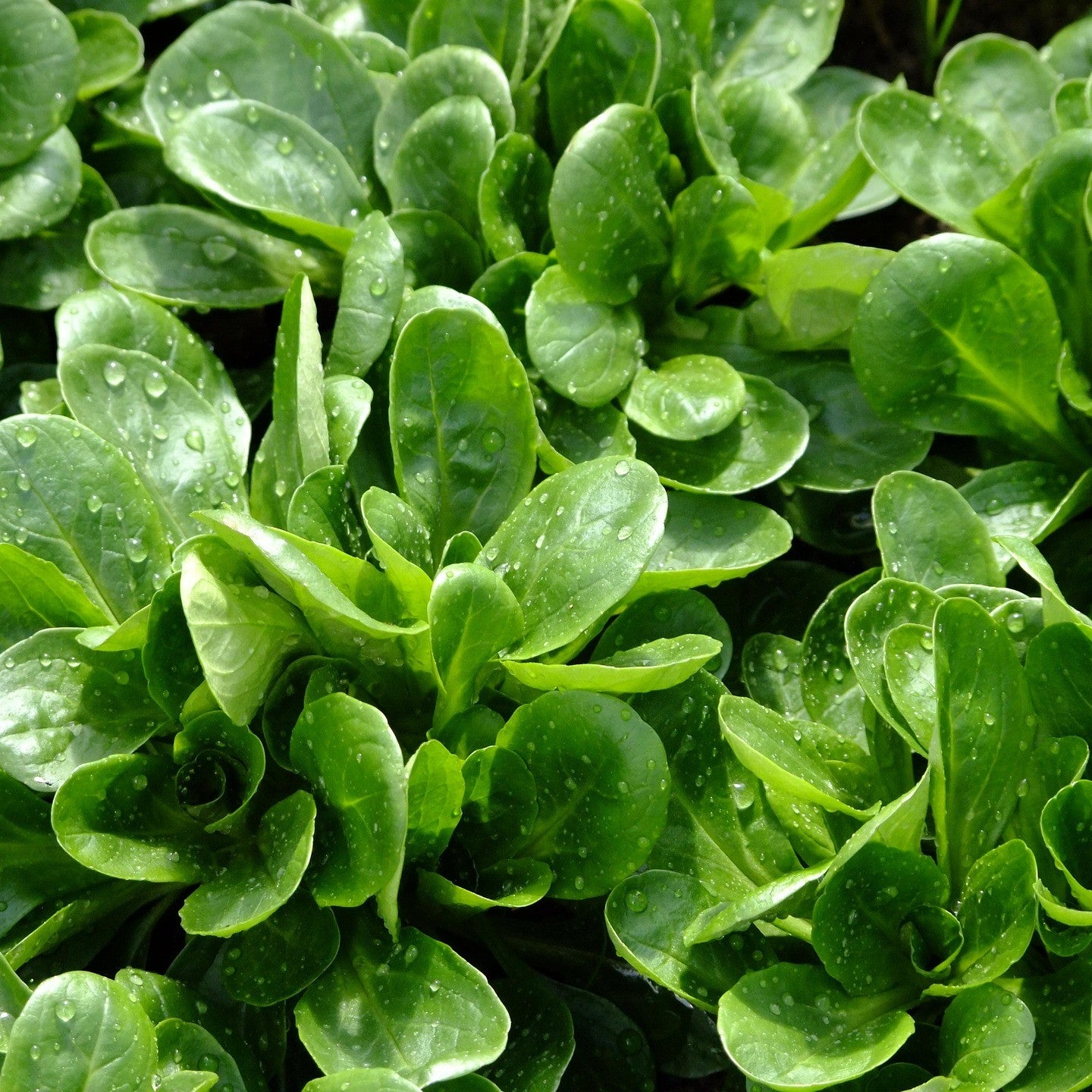 Nüsslersalat