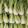Pak Choi
