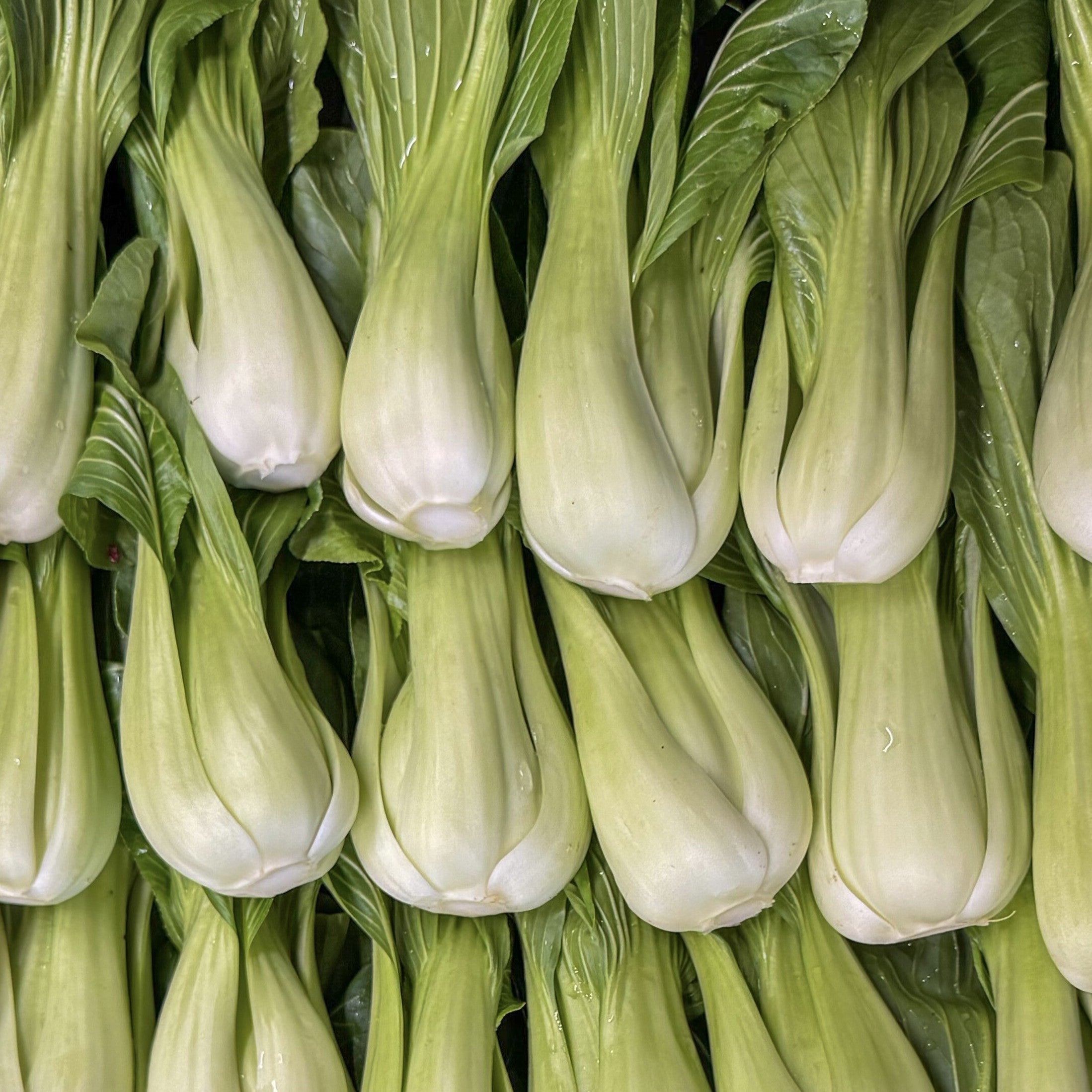 Pak Choi