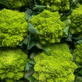 Romanesco