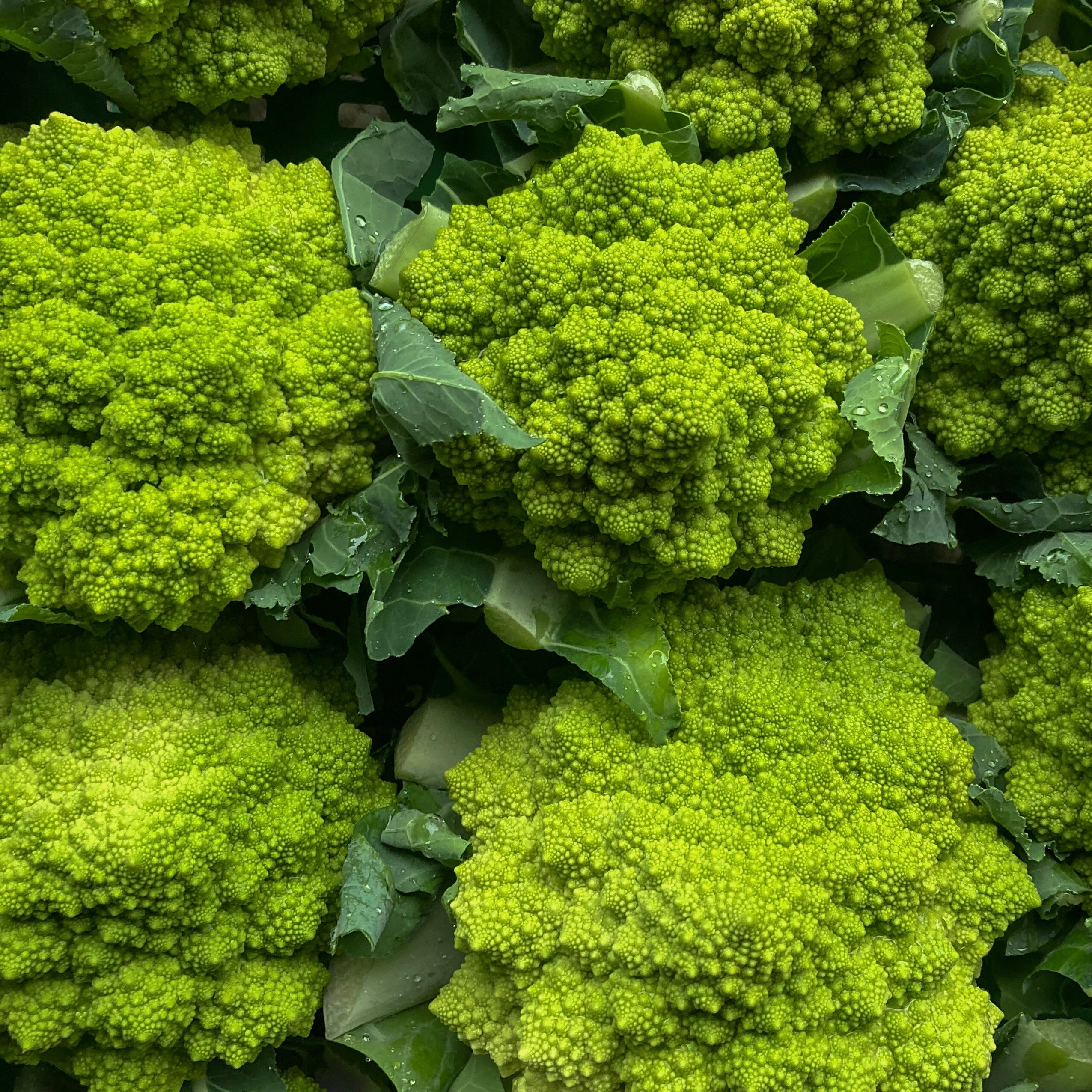 Romanesco