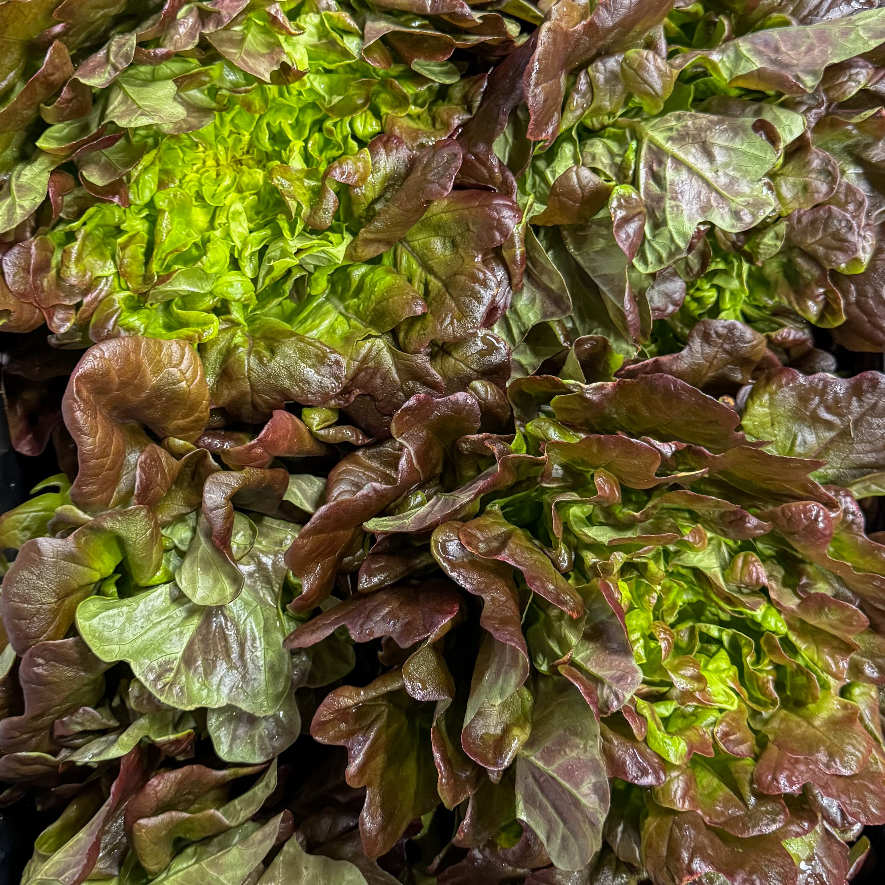 Eichblatt Salat