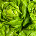 Kopfsalat