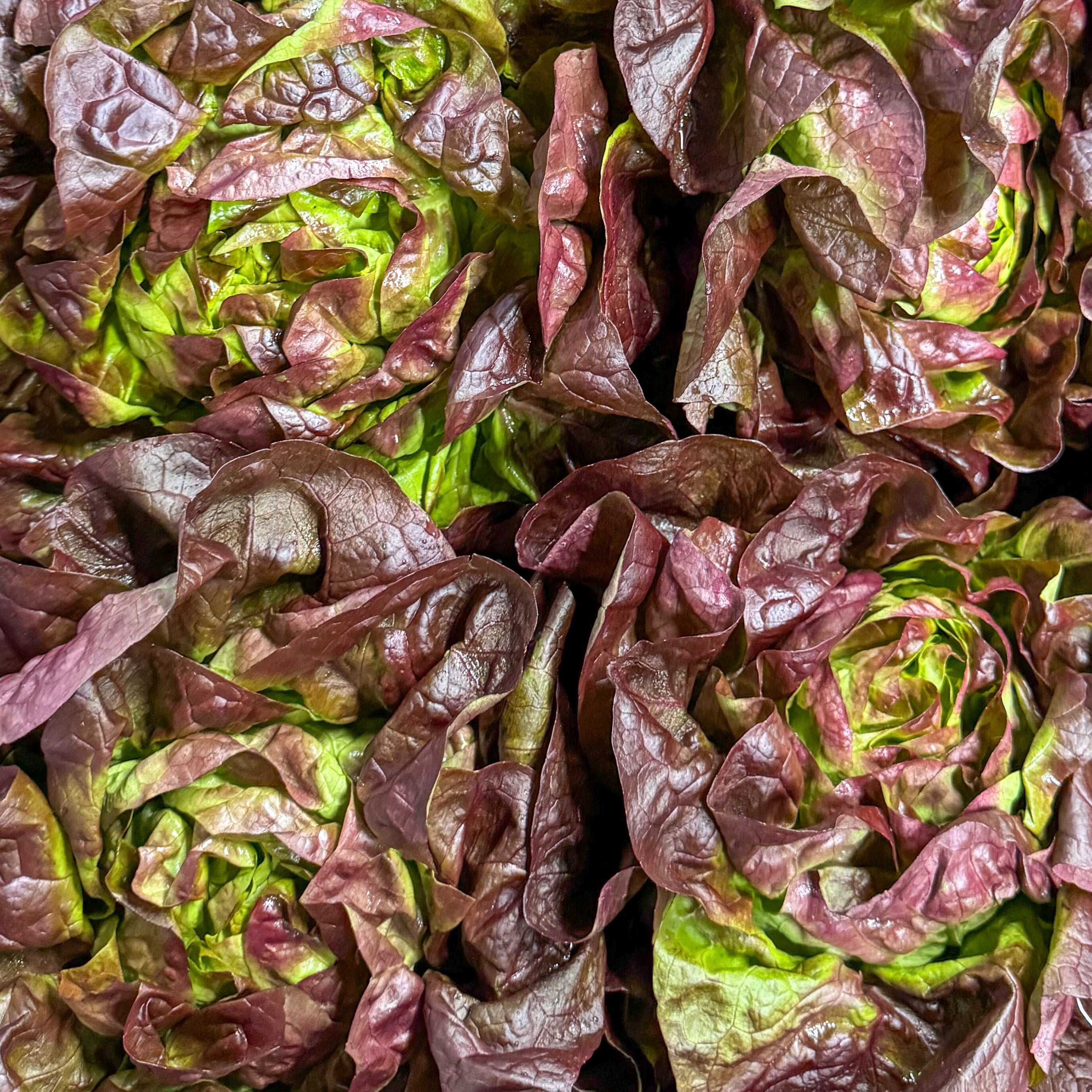 Kopfsalat