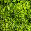Eichblatt Salat