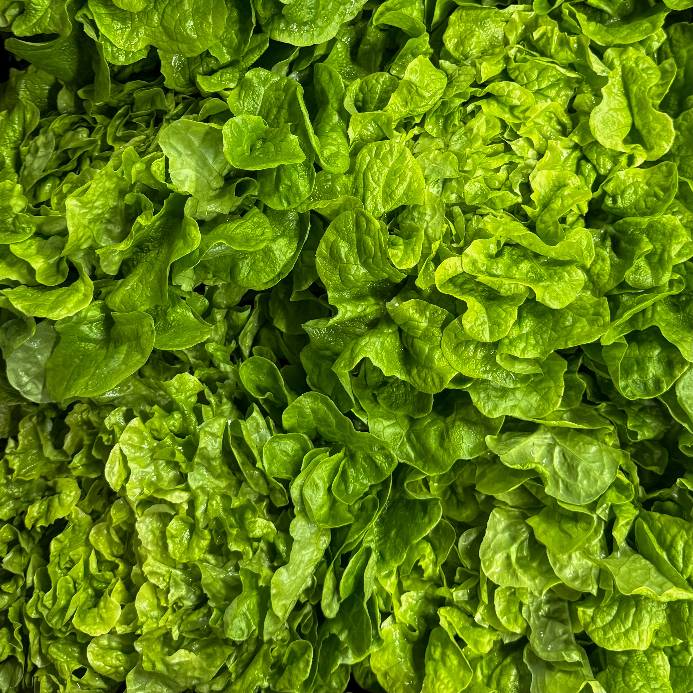 Eichblatt Salat