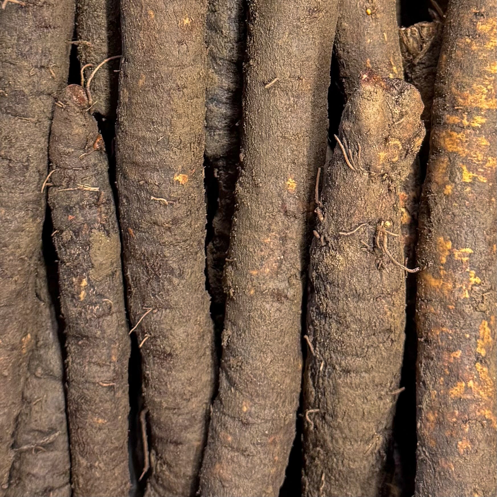 Schwarzwurzel