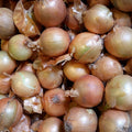 Zwiebel