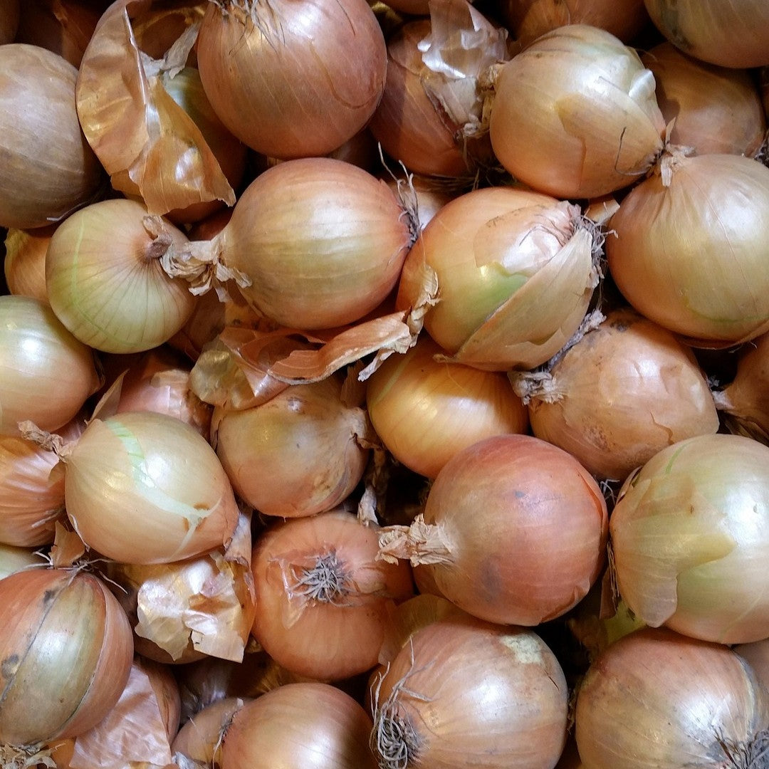 Zwiebel